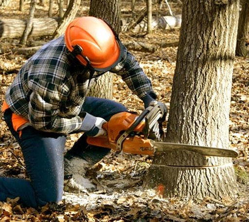 Tree Removal in Palo Pinto, TX